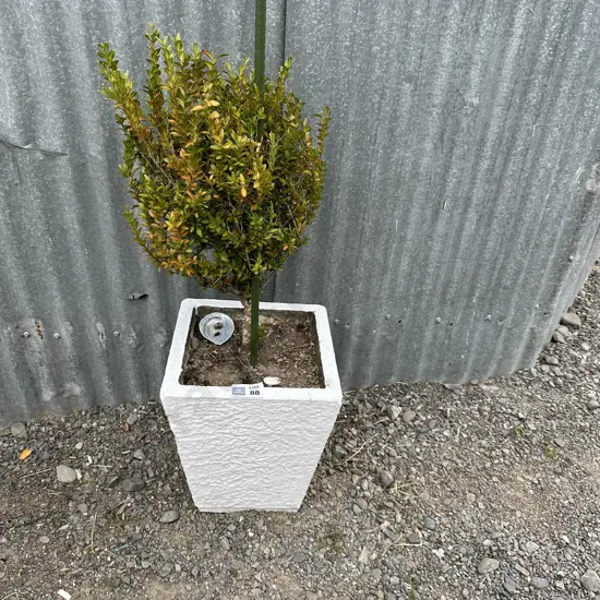 Planter & Buxus