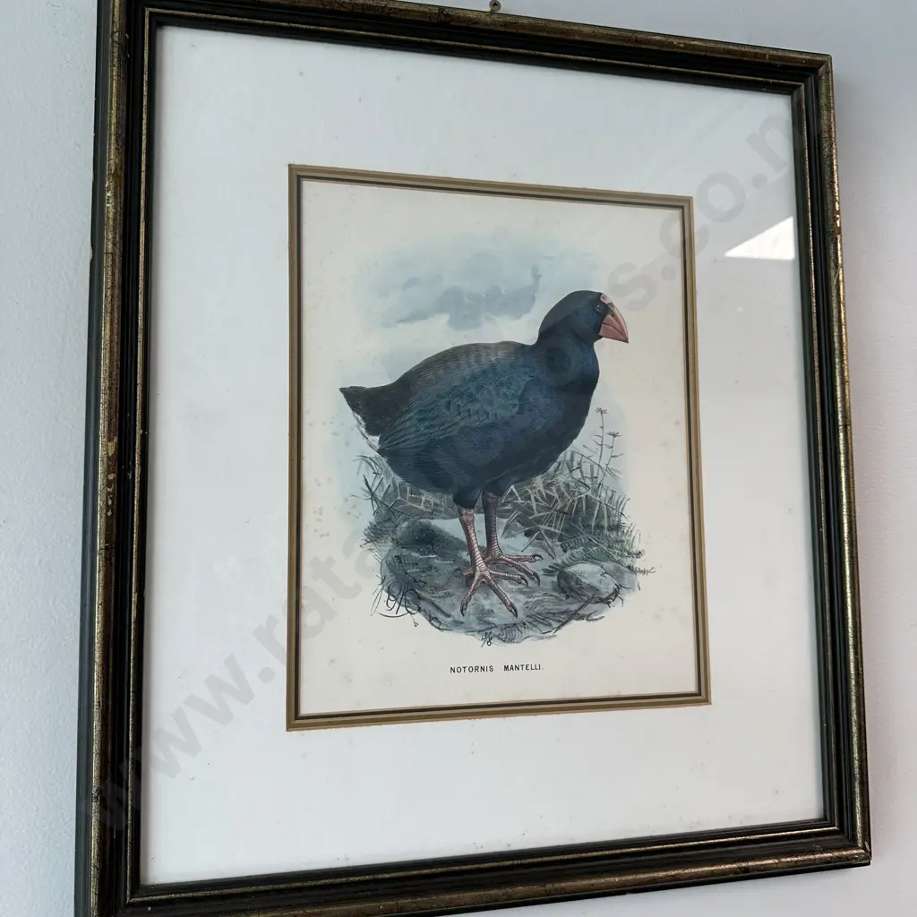 Pr of native bird pictures Image 1++