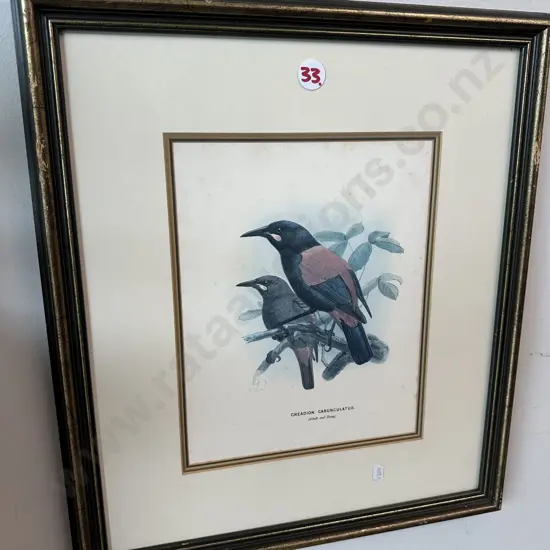 Pr of native bird pictures