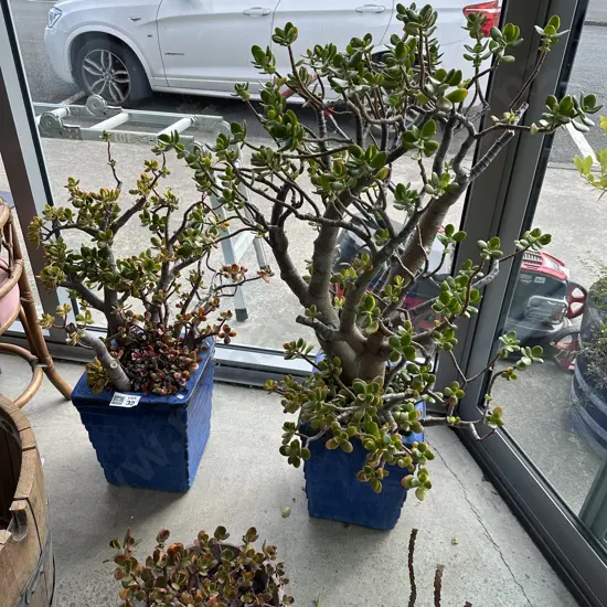 Pr potted money trees