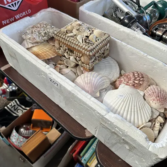 Shell collection and trinket box