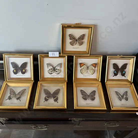 9 framed butterlies