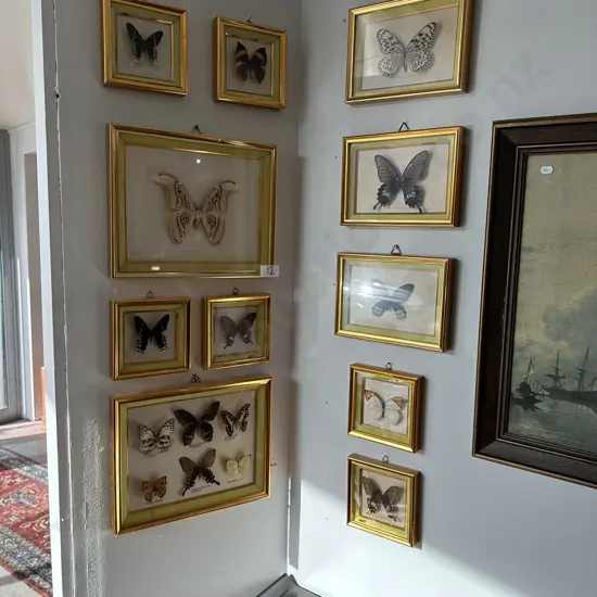 16 framed butterflies