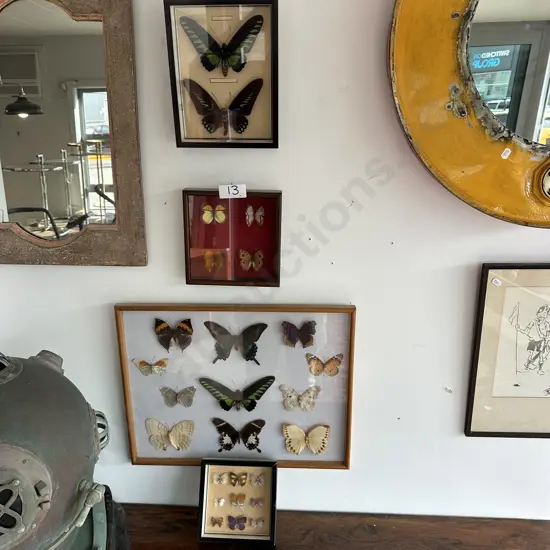 26 framed butterflies