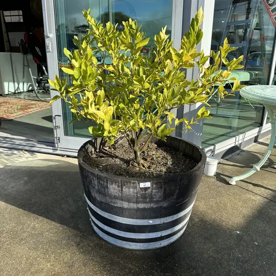 Lime tree in wine barrel