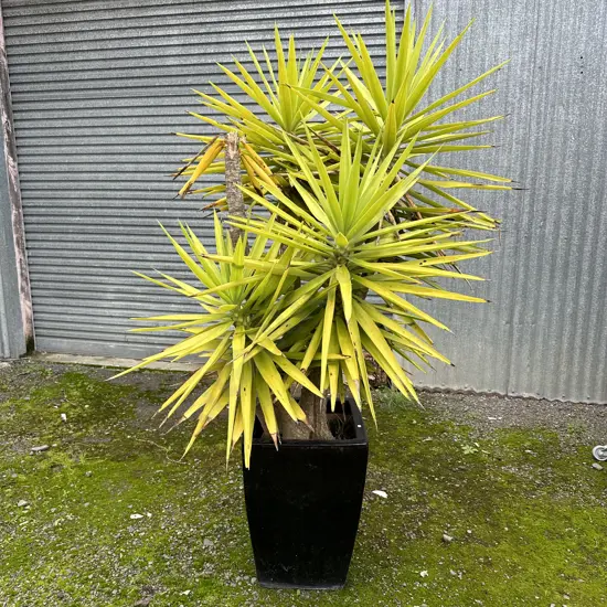 Large Yuka in planter