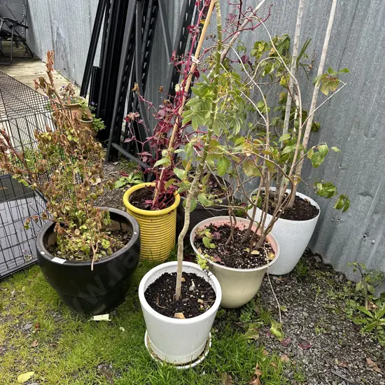 6 plants and planters