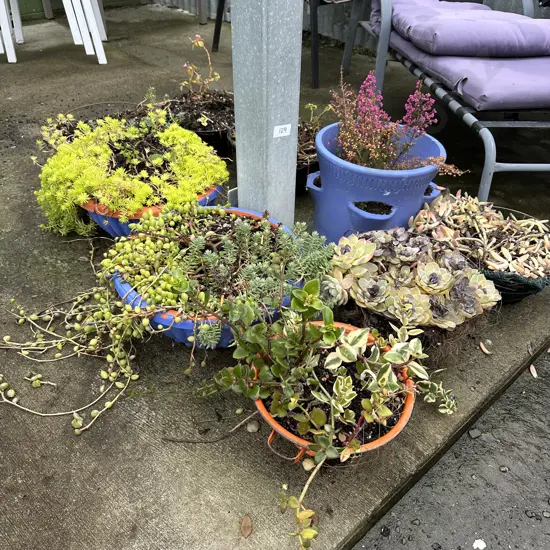 Pots and hanging baskets