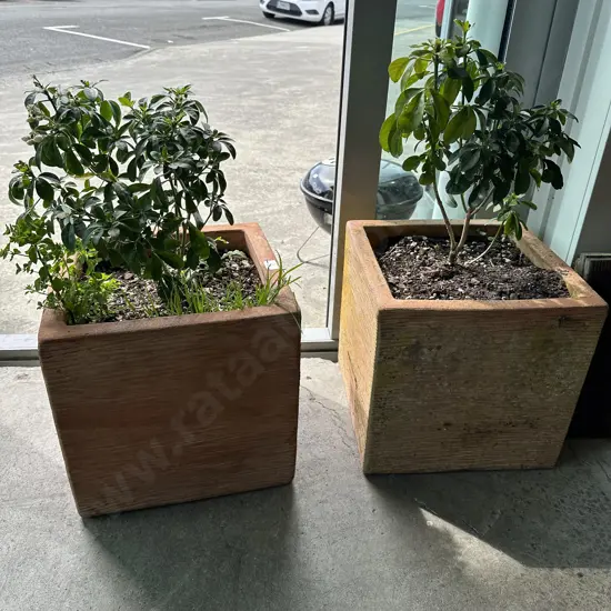 Pr terracotta planters with Mexican flower