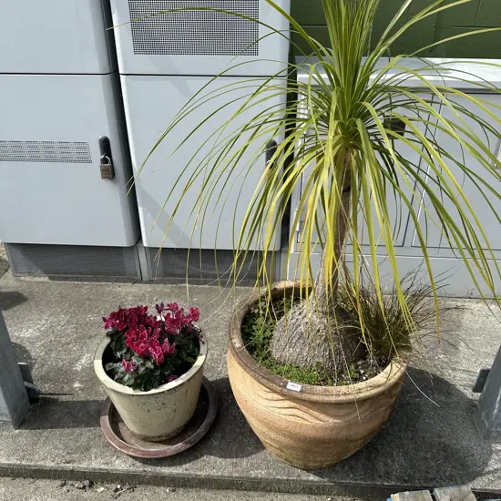 2 potted plants