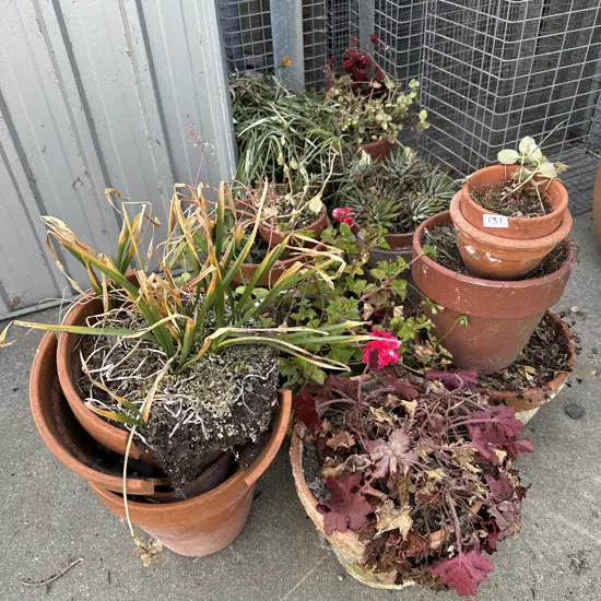Planted pots