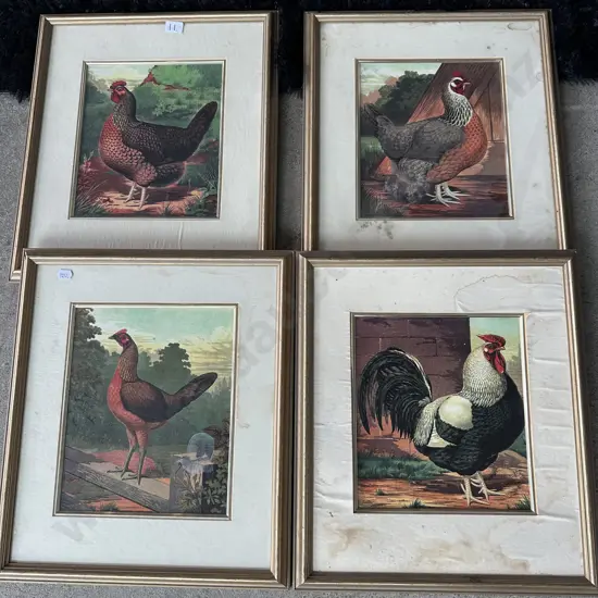 Set 4 prized Hen prints