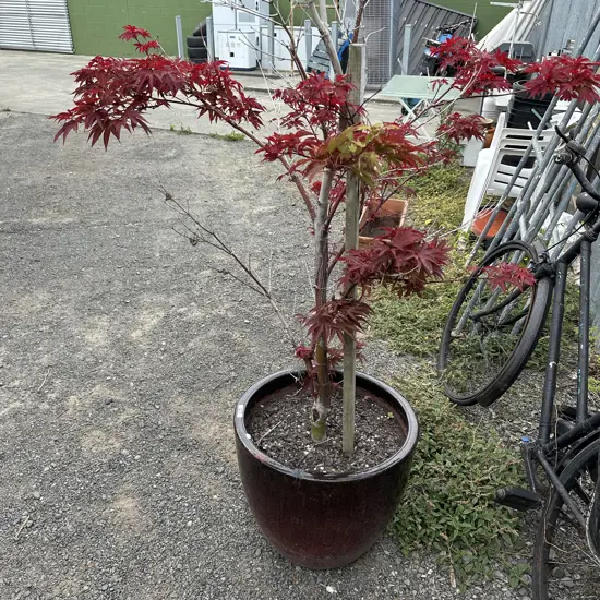 Potted Maple tree