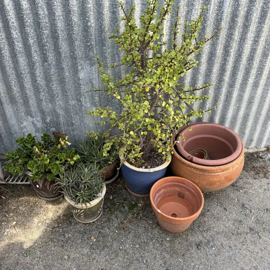 plants and pots