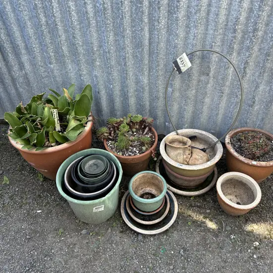 plants and pots