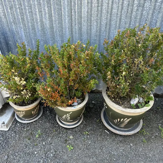 buxus x 3