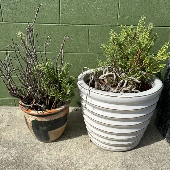 2 x potted plants