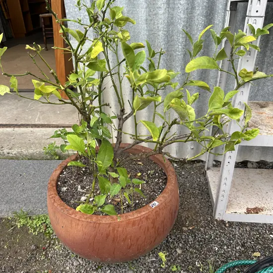 Lemon tree potted