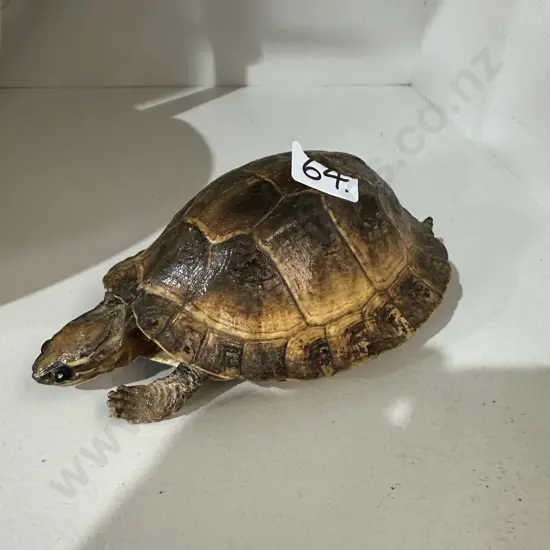Tortoise 12cm shell