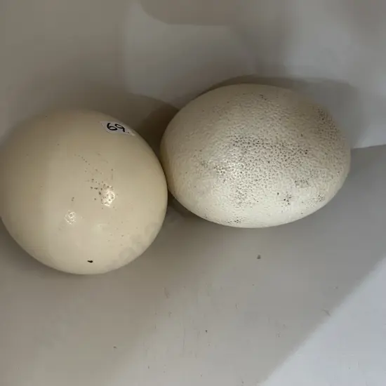 2 Ostrich eggs