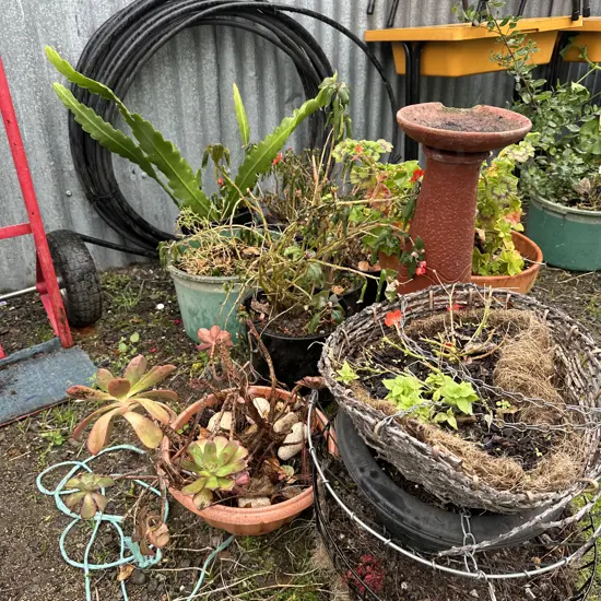Plants and pots