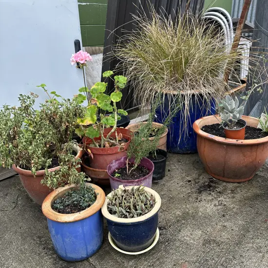 Plants and pots