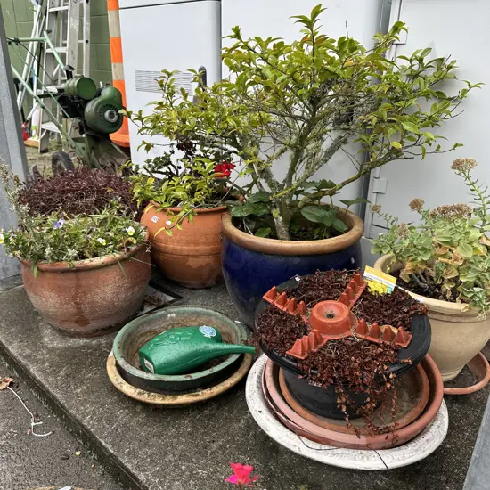Pots and plants
