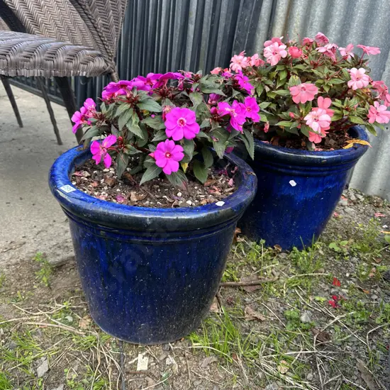 Pr of large pots and flowers