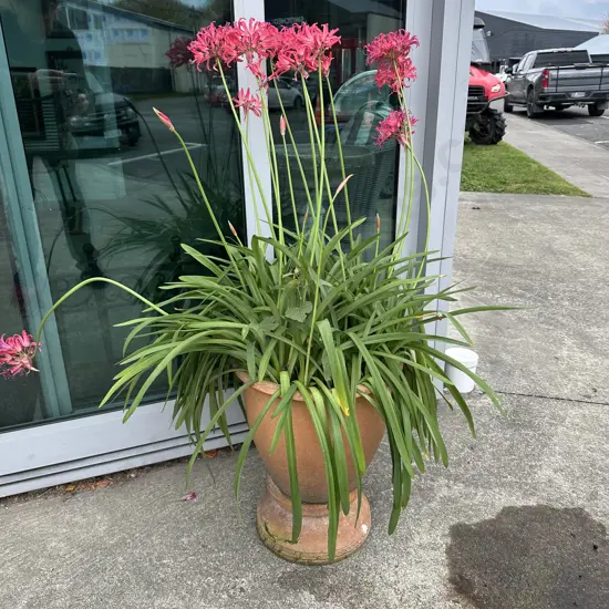 Planter on stand plus flowering agapanthus