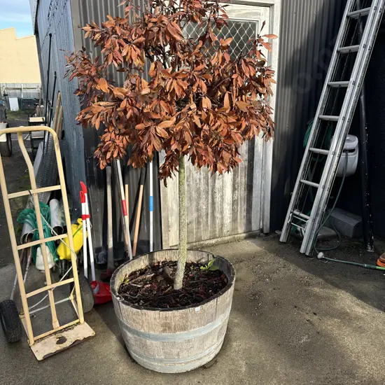 wine barrel tree - dead or alive ?