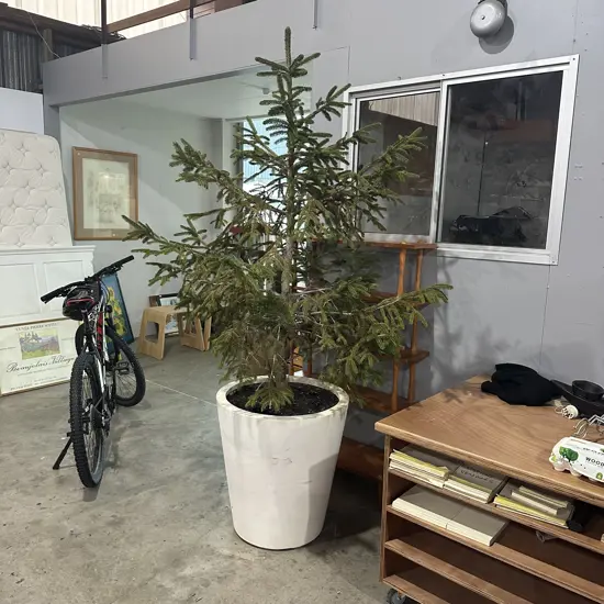 Potted Norfolk Pine