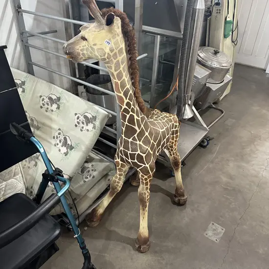 Paper Mache giraffe 1.4m tal