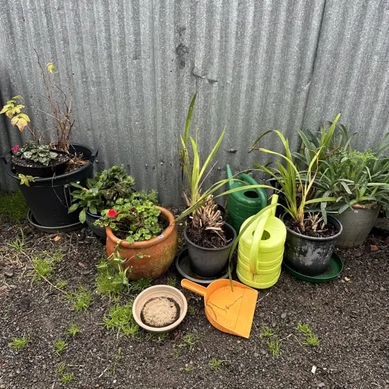 plants and pots inc Orchids