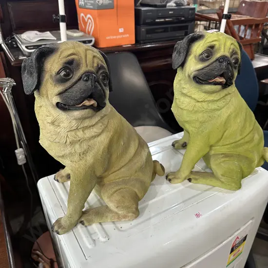 Pr Pug dogs