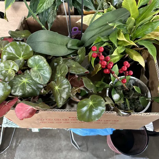 4 plants inc Orchid plus planter pots