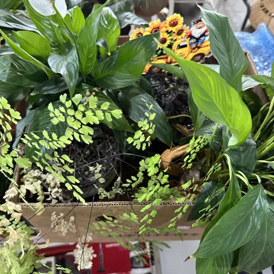 Box plants