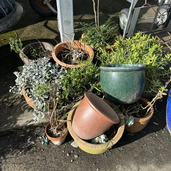 large lot planters and plants