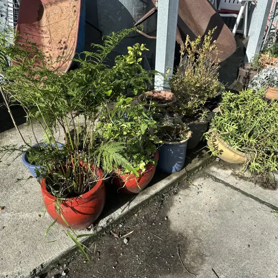 large lot plants and planters