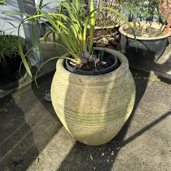 large terracotta planter plus plant