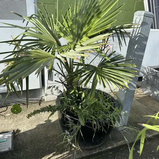 large black planter and palm