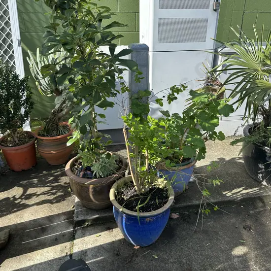 3 planters and plants