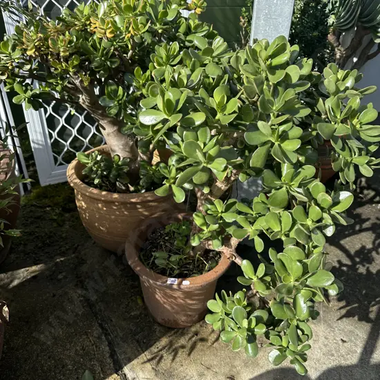 2 potted money trees