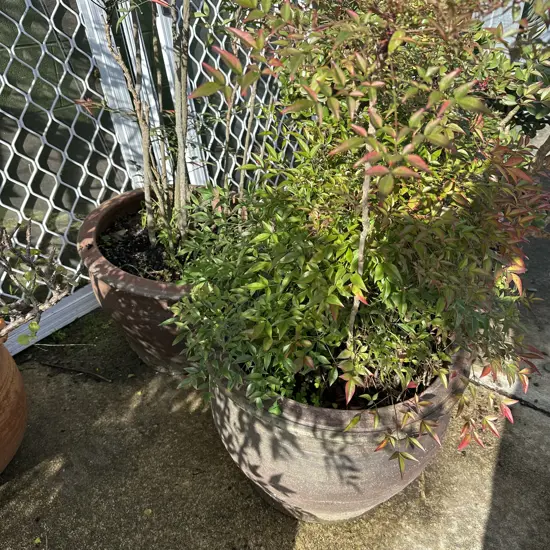 pr large potted plants