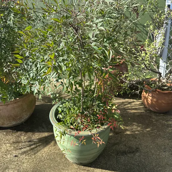 large green planter and plant