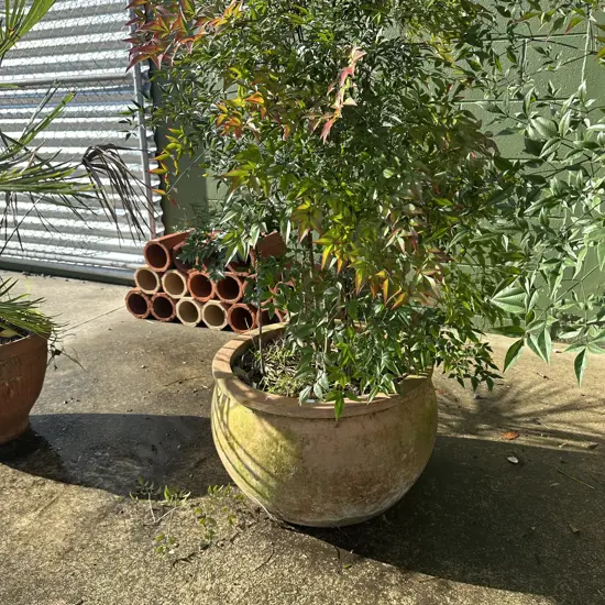 large terracotta planter and plant