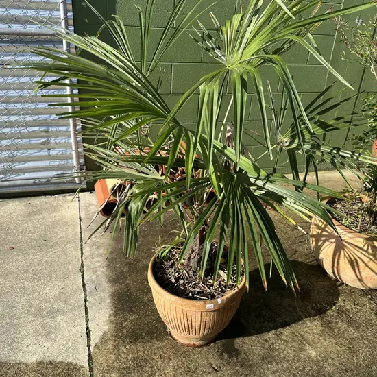 potted palm