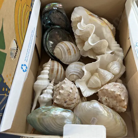Shells