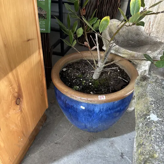 Large blue pot and plant
