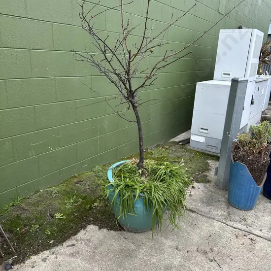 large potted tree