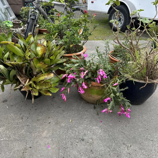 5 large potted plants